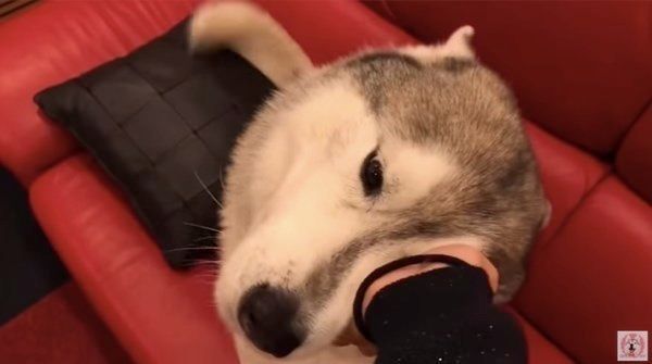 手が近づくと耳がなくなるシベリアン・ハスキー