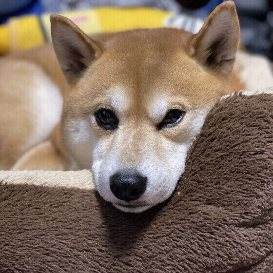 愛犬のかかりつけ動物病院を持つべき理由 いぬのきもち