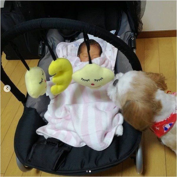 シー・ズーの小梅ちゃんと妹ももちゃんの日常