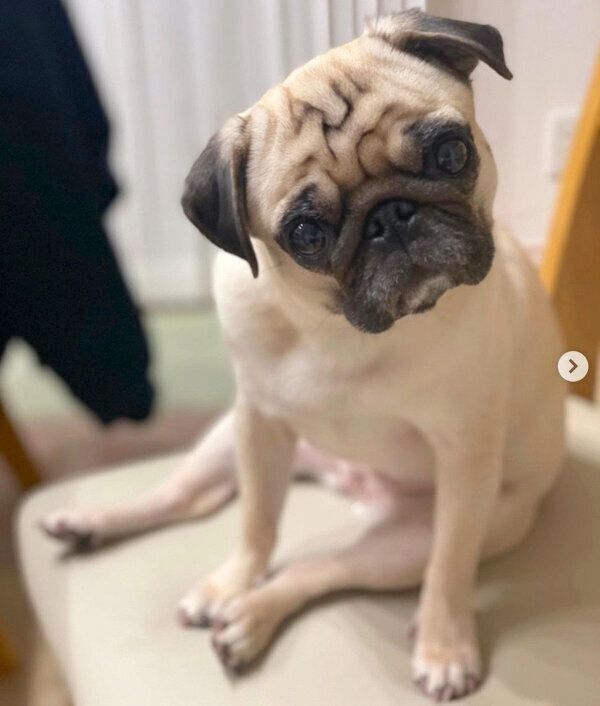 首を傾げるむぎちゃん