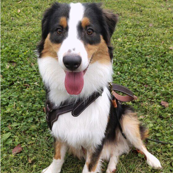 オーストラリアン・シェパード