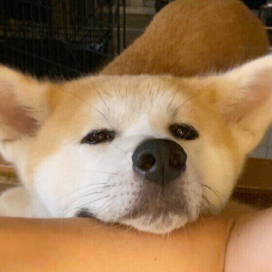 アゴ乗せする秋田犬