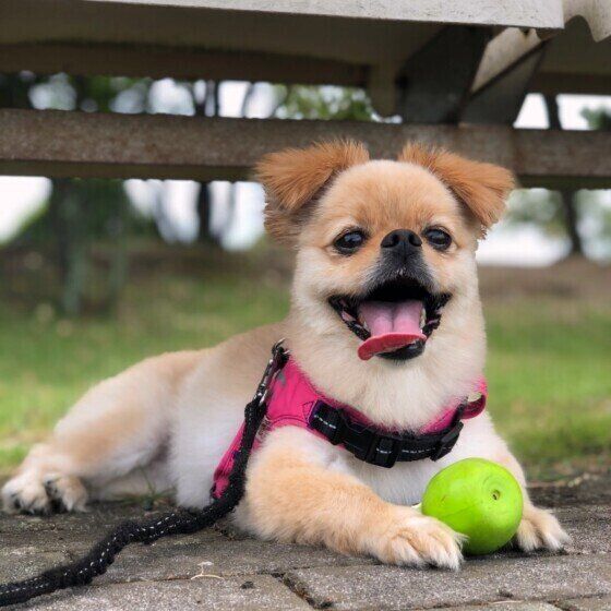 MIX・モカちゃん・ボール遊び