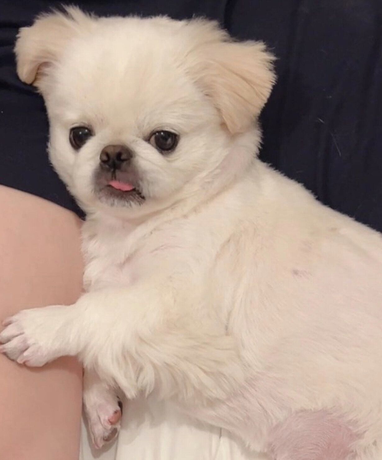 飼い主さんにくっつくちくわくん