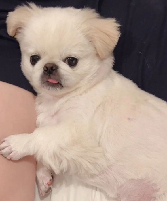 飼い主さんにくっつくちくわくん