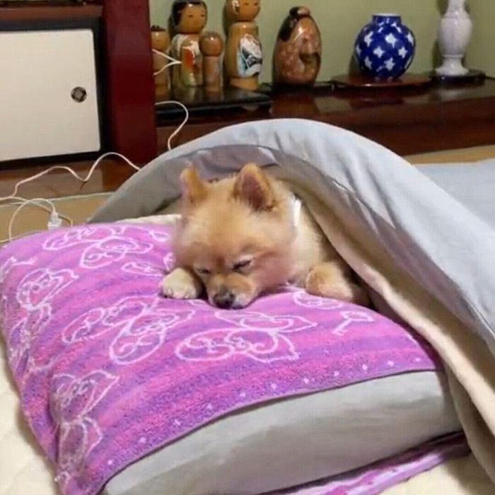 眠っているポメちゃん