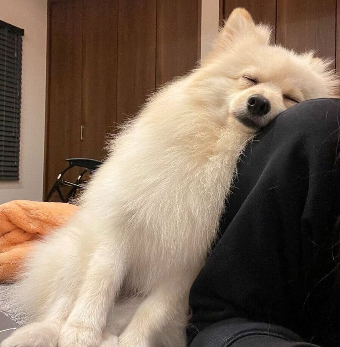 飼い主さんにもたれかかって眠るルアンくん