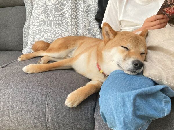 まったりするまるくん