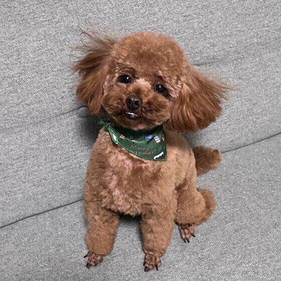 トイ・プードルの茶々丸くん