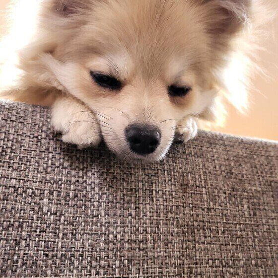 眠そうなチワワ