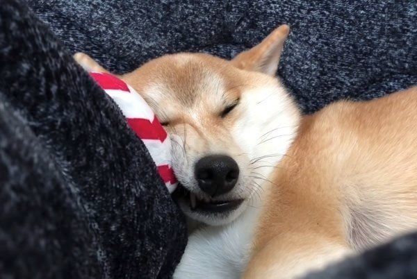 遊び疲れて眠る柴犬