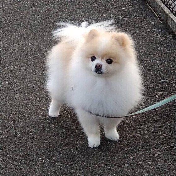 ポメラニアン