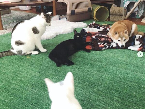 集合する犬と猫