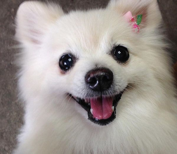 ポメラニアンのくりちゃん