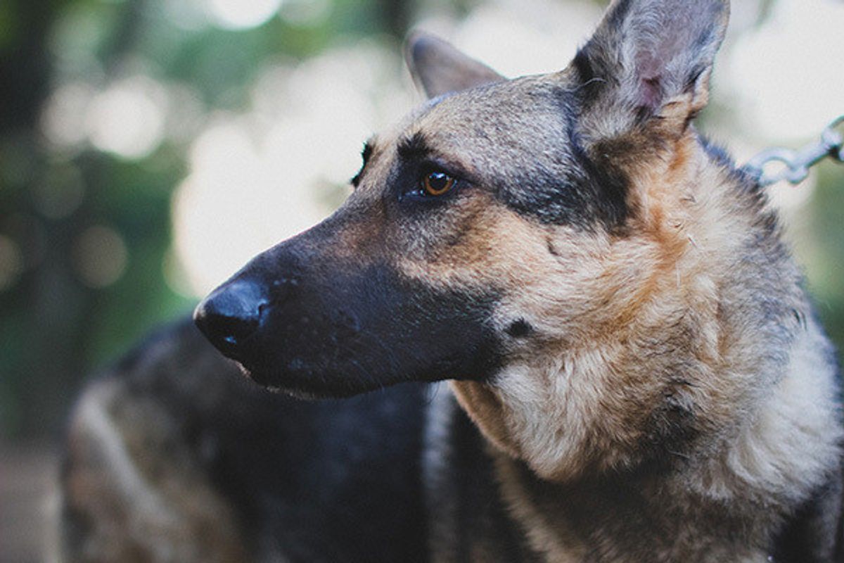 不安な気持ちでいっぱい 愛犬をスーパーの前に繋いで待たせる4つの危険性とは いぬのきもちweb Magazine 不安な気持ちでいっぱい 愛犬をスーパーの前に繋いで待たせる4つの危険性とは いぬのきもちweb Magazine