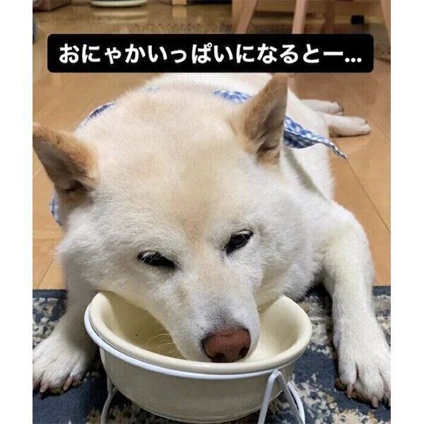 ごはん皿にあごを乗せて眠るごん太くん