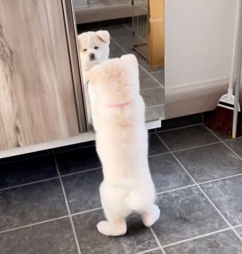 鏡を見つめるきなこちゃん