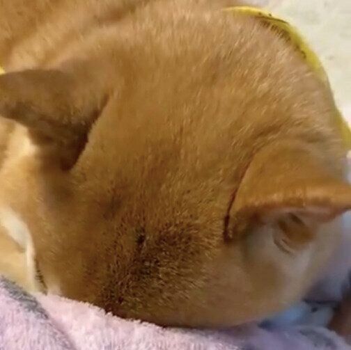 飼い主さんの腕に顔をうずめるすずちゃん