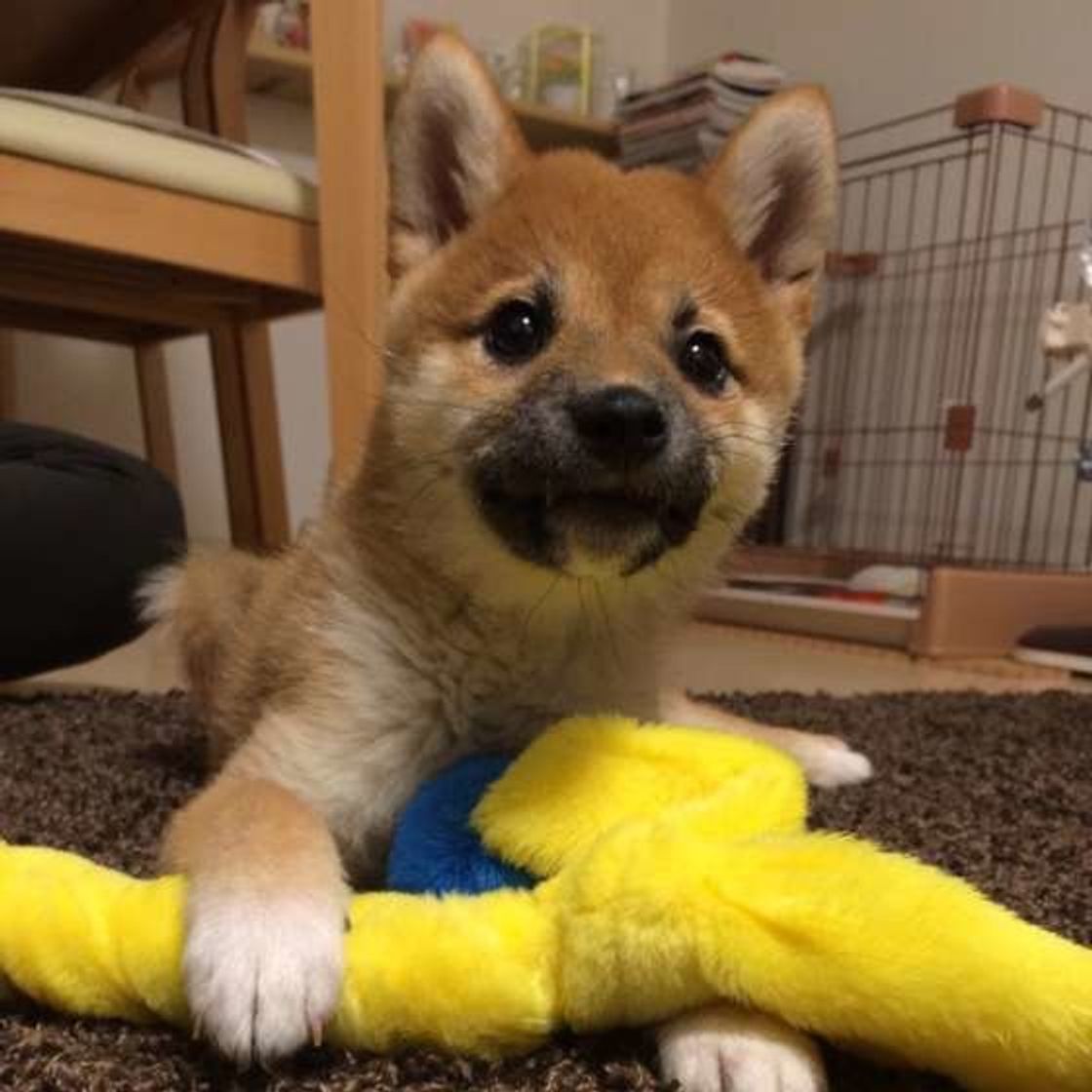 犬が顔をなめてきたときの正しい対応は 嬉しいけど 注意点 も いぬのきもちweb Magazine 犬が顔をなめてきたときの正しい対応は 嬉しいけど 注意点 も いぬのきもちweb Magazine
