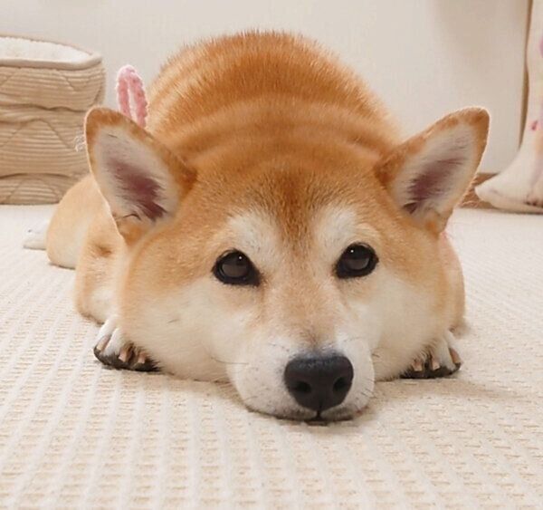 見つめるチャーミーちゃん