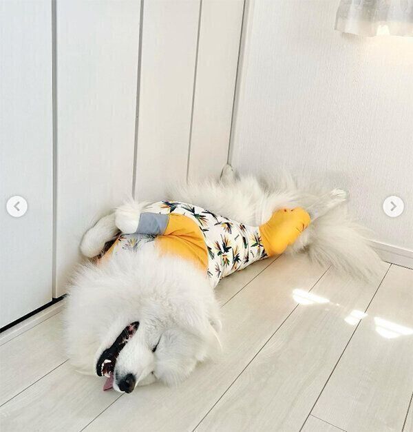 爆睡するSoyくん