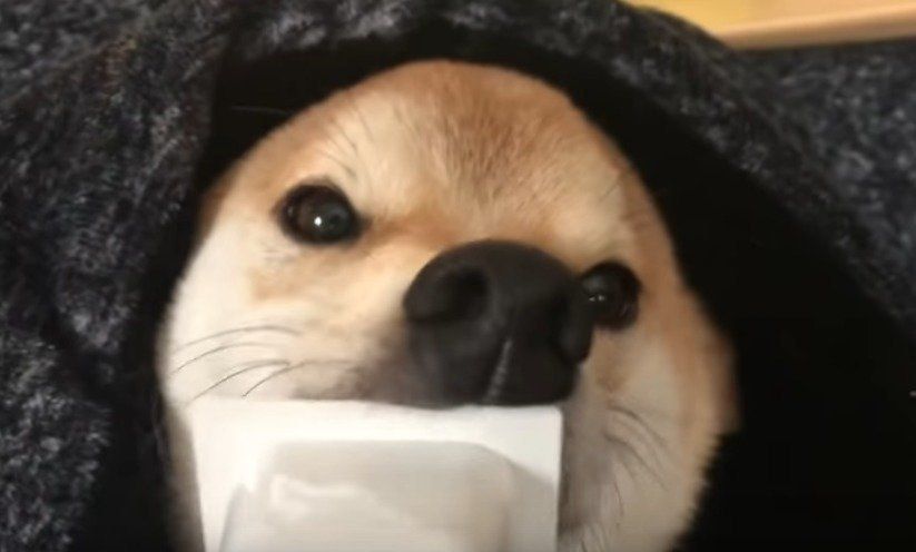 もぐらのような柴犬