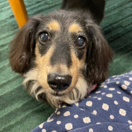 愛犬にニオイのストレスを与えているかも？日常で注意したいニオイ3つ いぬのきもち