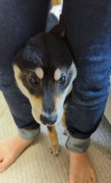 足の間に挟まるのが好きなだてまきくん