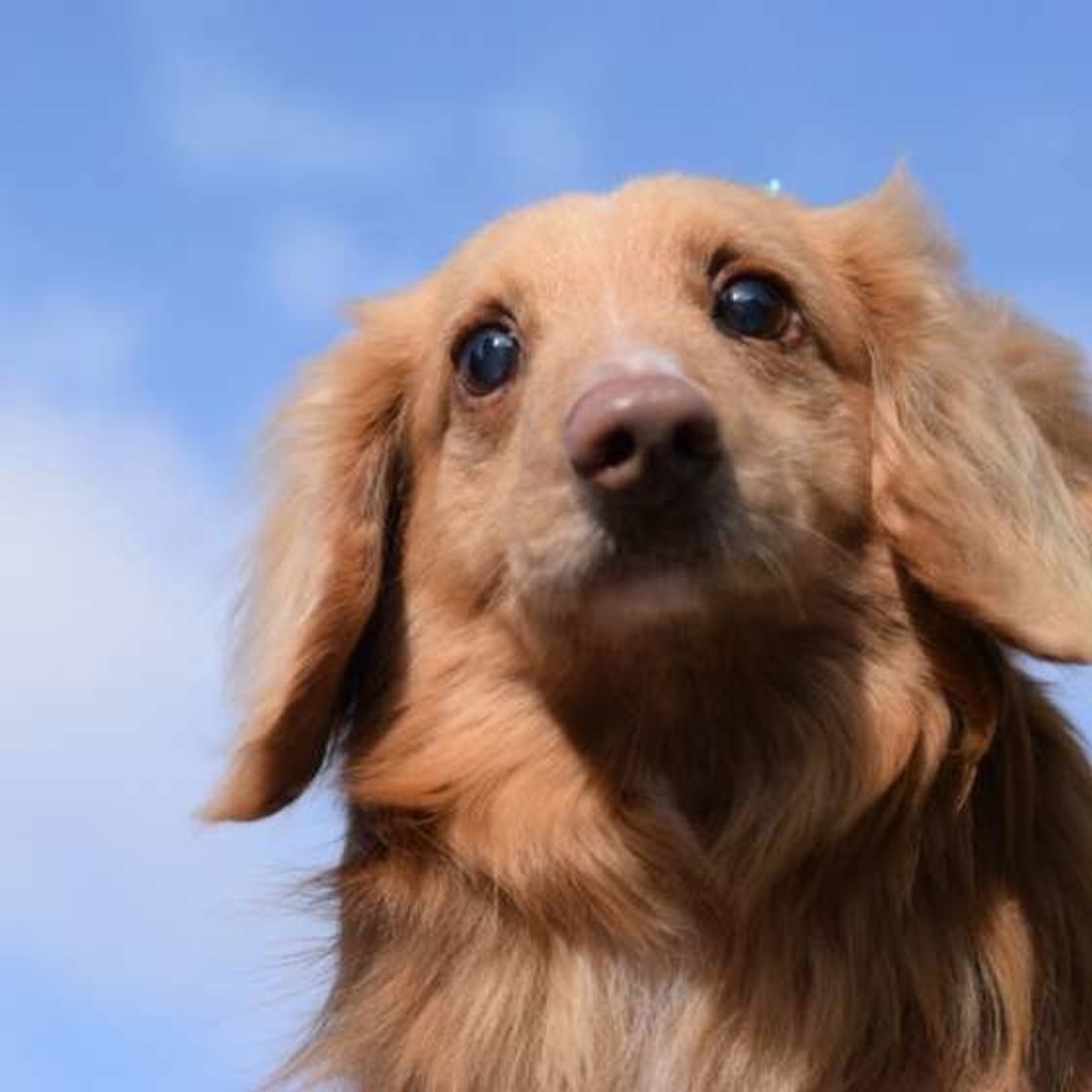 愛犬は今 人間だったら何歳 犬の年齢を調べてみよう いぬのきもちweb Magazine 愛犬は今 人間だったら何歳 犬の年齢を調べてみよう いぬのきもちweb Magazine