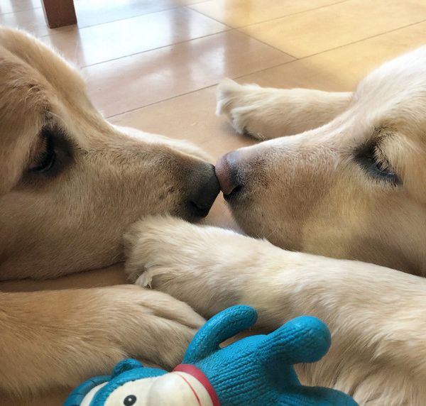 見つめ合うゴールデン・レトリーバー