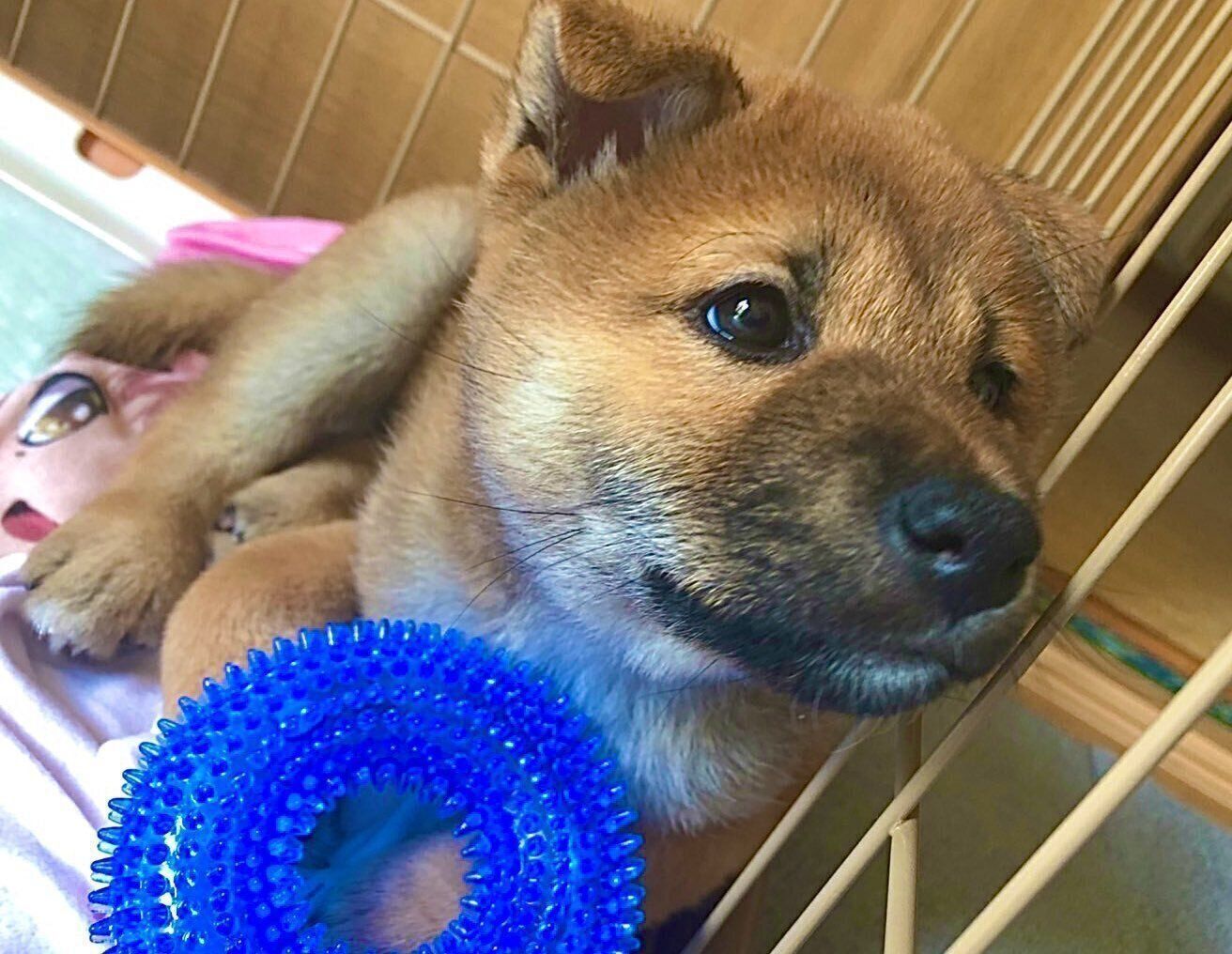 生後約2カ月のころに撮影された陽（ハル）くん