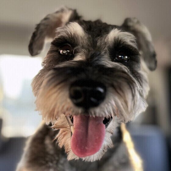 犬が「クーン」と鳴くときの気持ちは？ 鼻を鳴らす犬の心理を考える いぬのきもち