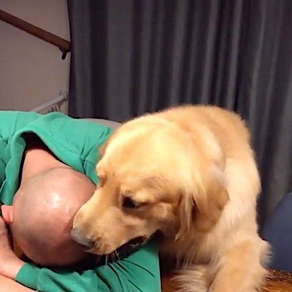 おとーさんを起こしたいゴールデン・レトリーバー