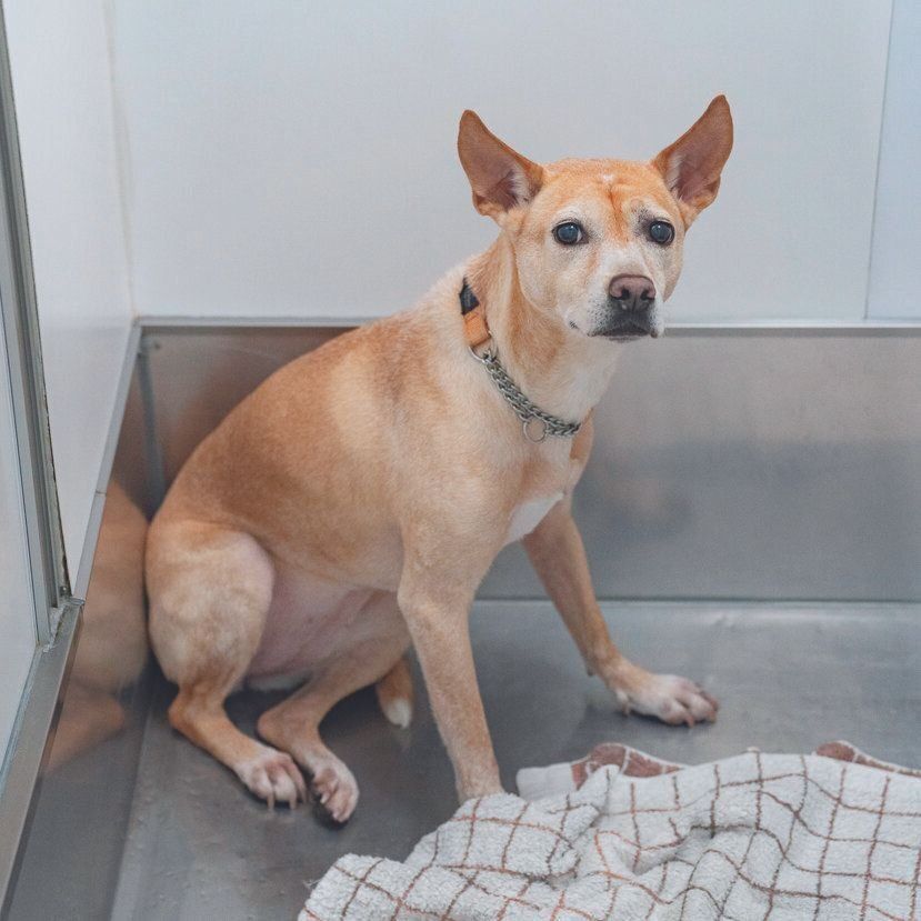 元野犬のあんこちゃん（推定８才）は、なかなかご縁がつながらず、何年もシェルターに