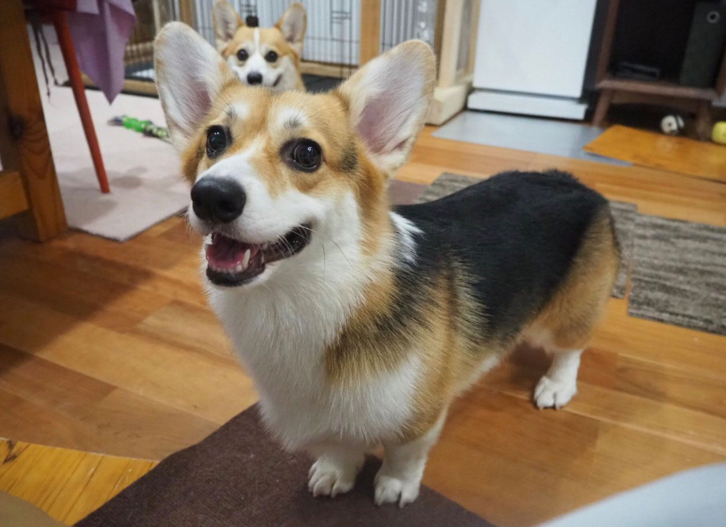 見つめるどれみちゃん