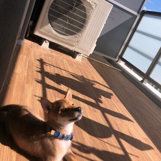 バルコニーで日向ぼっこする犬（柴、オス）