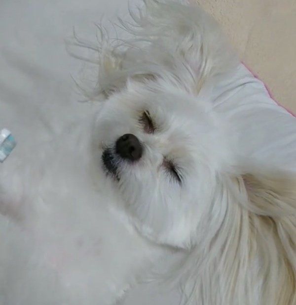 歯磨きをしながら眠気と闘うチワマル