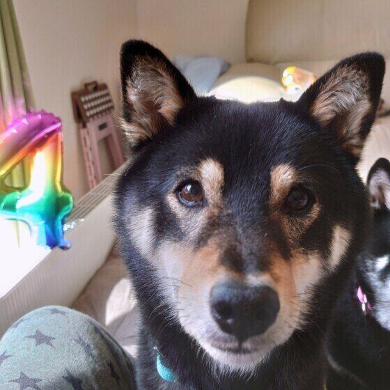 近すぎるカメラ目線の犬