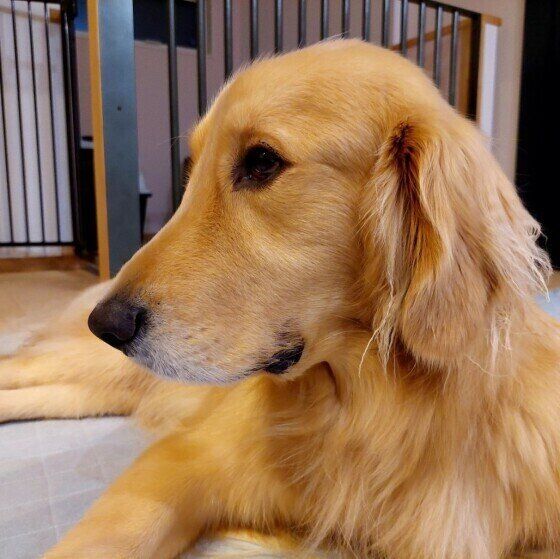 まったりするゴールデン・レトリーバー