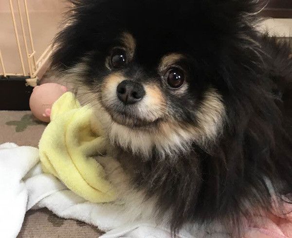 見つめるポメラニアン