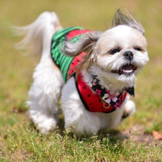 シー・ズー・ポチャッコくん・走る