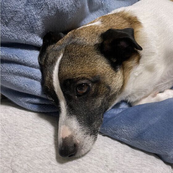 ジャック・ラッセル・テリア　冬悟起きて