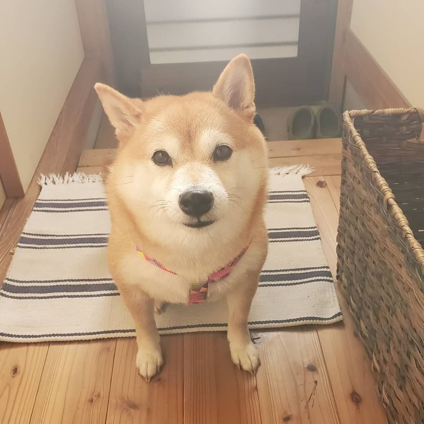 犬あるある川柳傑作選 Vol 5 おもしろ一句に思わずクスリ 健気で一生懸命な愛犬たちに癒される川柳 いぬのきもちweb Magazine 犬あるある川柳傑作選 Vol 5 おもしろ一句に思わずクスリ 健気で一生懸命な愛犬たちに癒される川柳 いぬのきもちweb Magazine