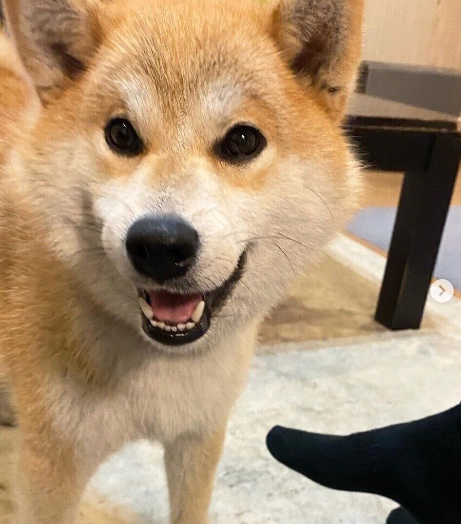 笑顔がかわいいこむぎちゃん