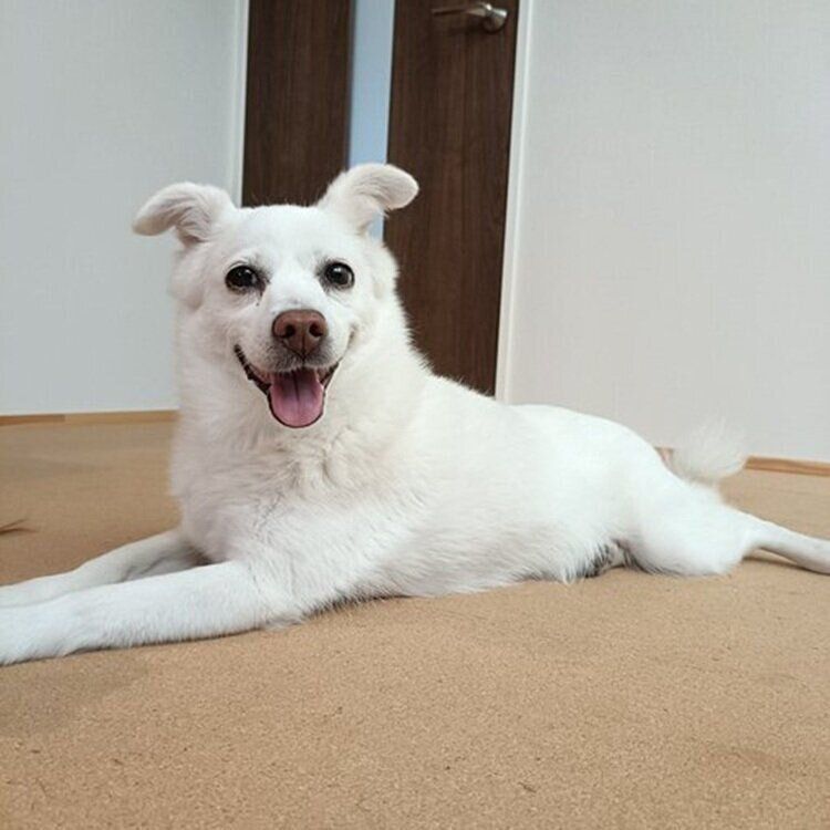 笑顔のシャンピィちゃん