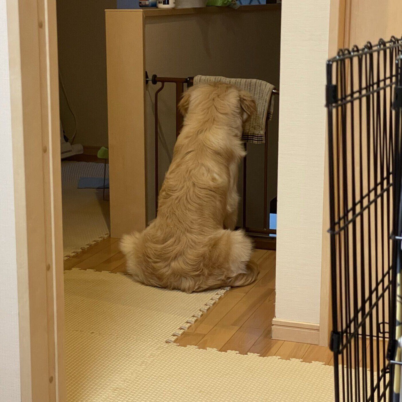 階段の下をじーっと見つめるイブくん