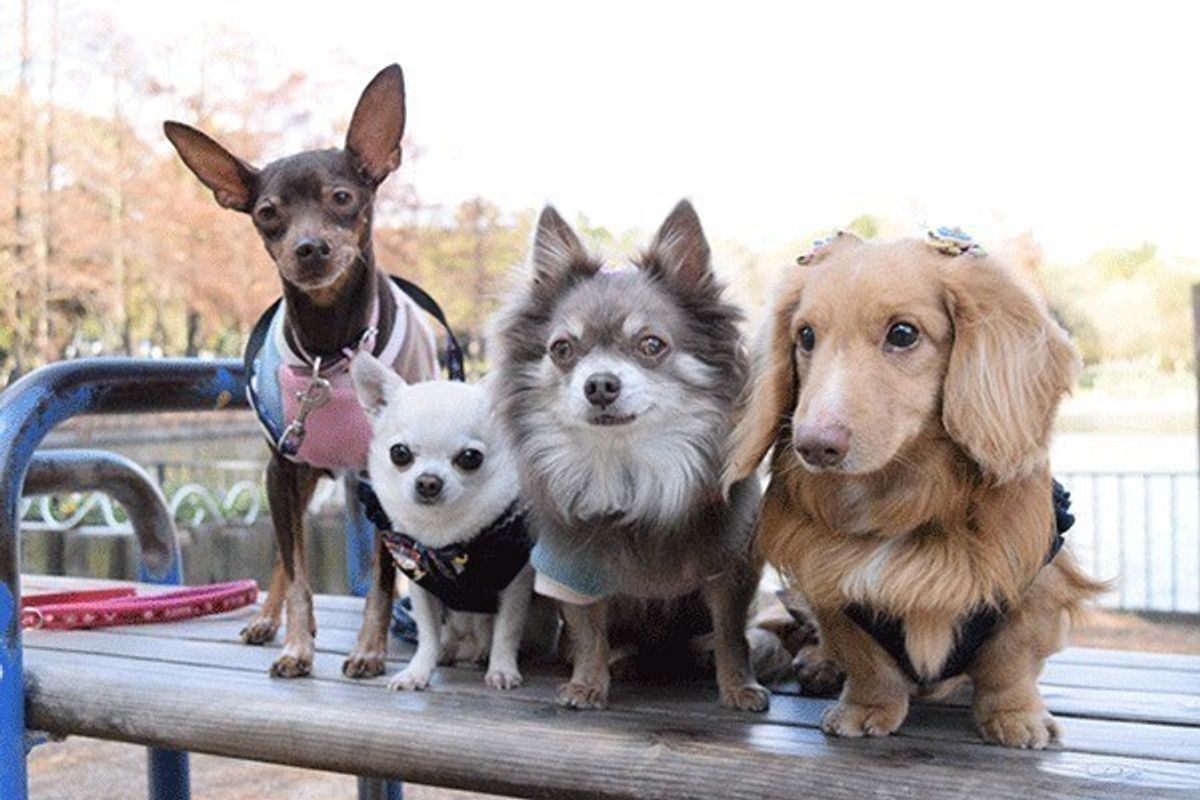 犬が2頭以上いることで感じる 5つのいいコト いぬのきもちweb Magazine 犬が2頭以上いることで感じる 5つのいいコト いぬのきもちweb Magazine