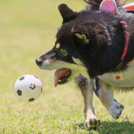 ボールを追うラガーちゃん（柴）