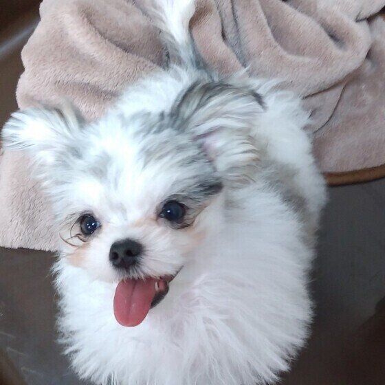 Mix（小型犬）ナツくん♪