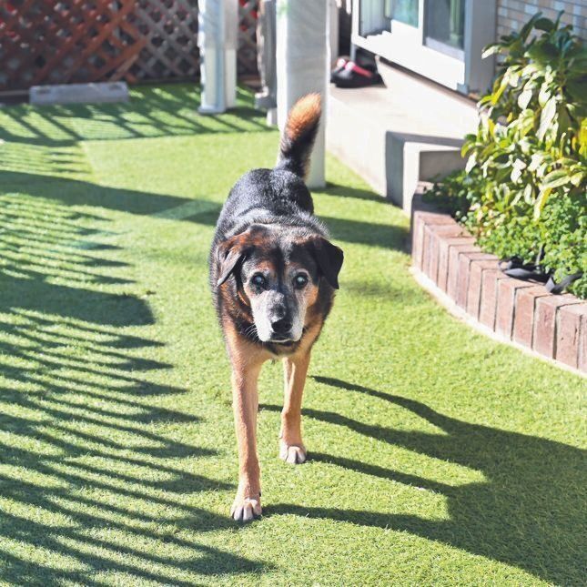 推定10才の預かり犬のういろうくんは、目が不自由ですが、清永さん宅で元気を取り戻しました